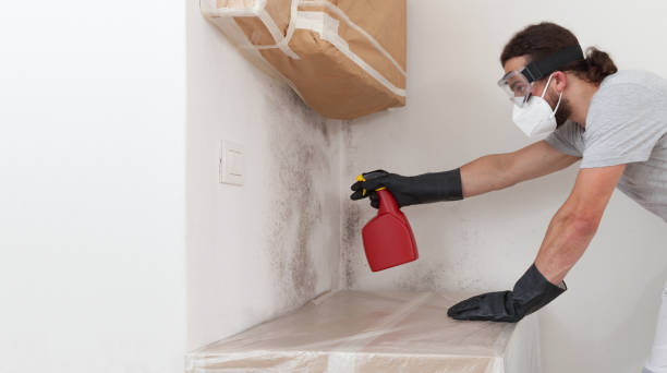 Professional Basement Mold Removal technician working in Havre de Grace, MD